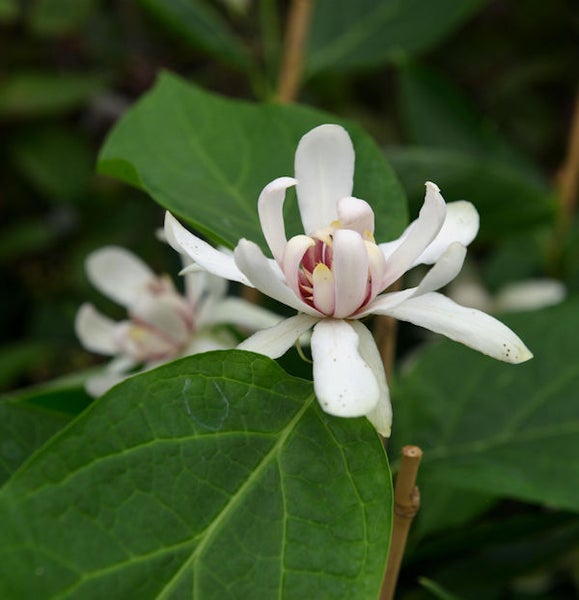Nahaufnahme einer Gartenpflanze mit Blüte