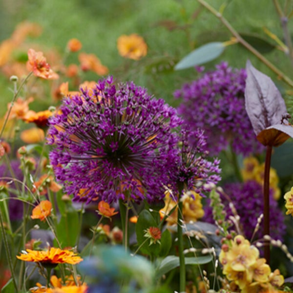 Bloomique – 15er-Mix – Allium Purple Sensation – Look – Zierzwiebel – Lila – Blumenzwiebeln – Frühlingsblüher – Mehrjährige Pflanzen – Wird bis zu 70–90 cm groß