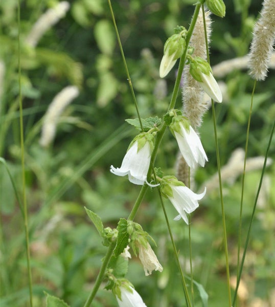 Nahaufnahme von weißen Ackerglockenblumen im Garten.