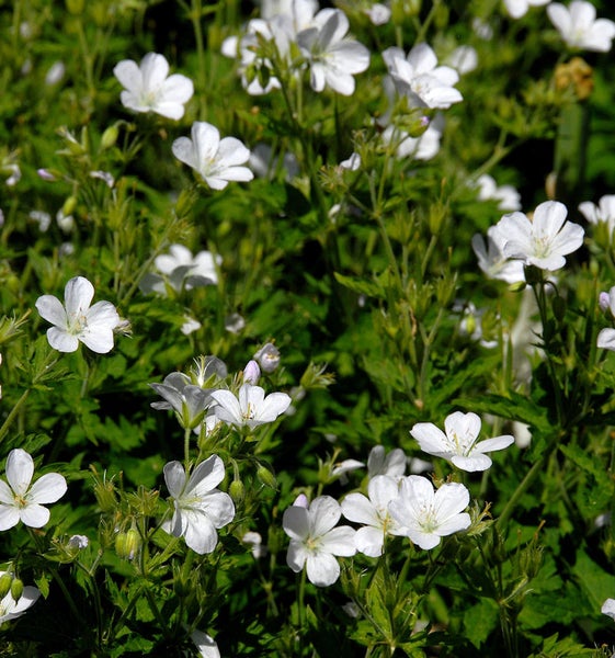 Nahaufnahme von Wald-Storchschnabel mit weißen Blüten