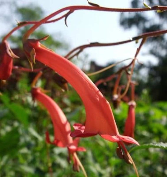 Blüten der Scharlach-Fuchsia Pflanze