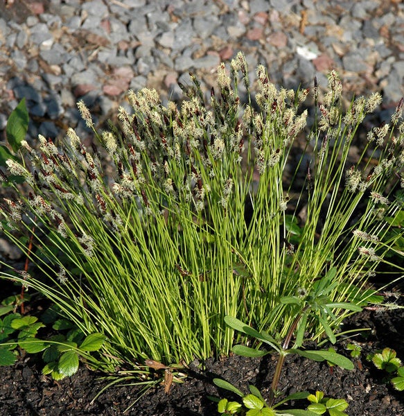 Büschel von Sauergras im Gartenbeet