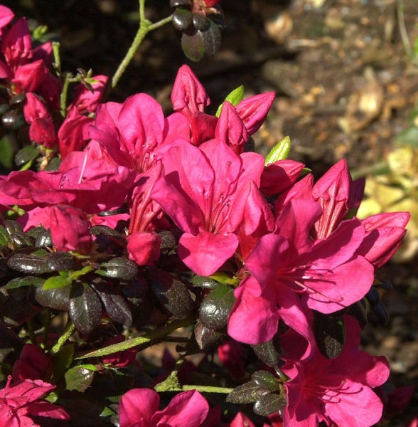 Nahaufnahme einer Azaleenblüte mit roten Blütenblättern