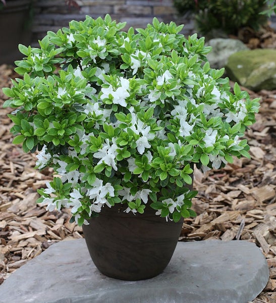 Azalee im Topf mit weißen Blüten und grünen Blättern