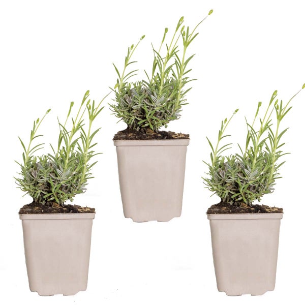 Badezimmerausstattung mit Bidet, Handtuchhalter, Handtuchring und Seifenschale an einer Marmorwand