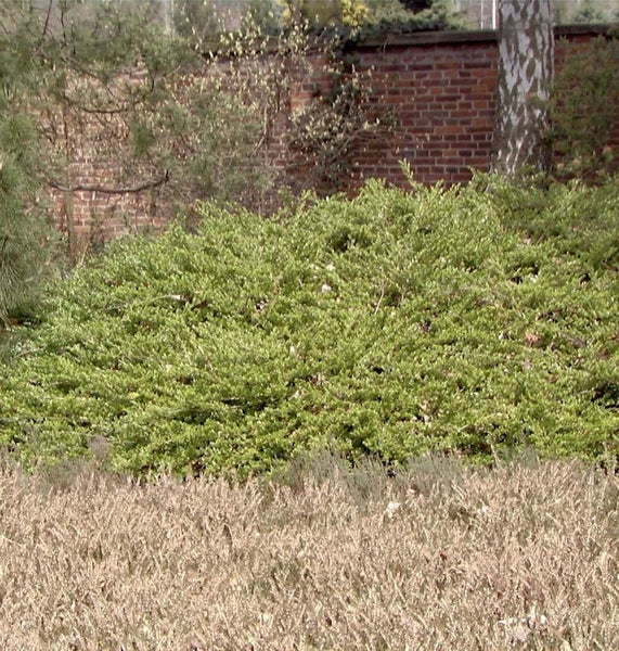 Blick auf einen Garten mit Bodendecker und Hecke vor einer Backsteinmauer