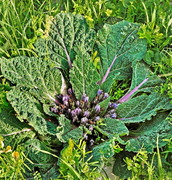 Blühender Zierkohl im Garten
