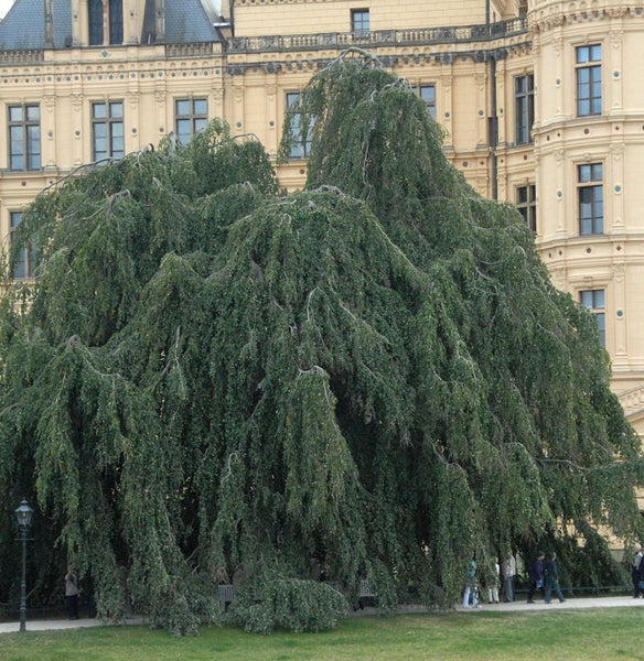 Großer Baum mit hängenden Ästen vor einem Gebäude