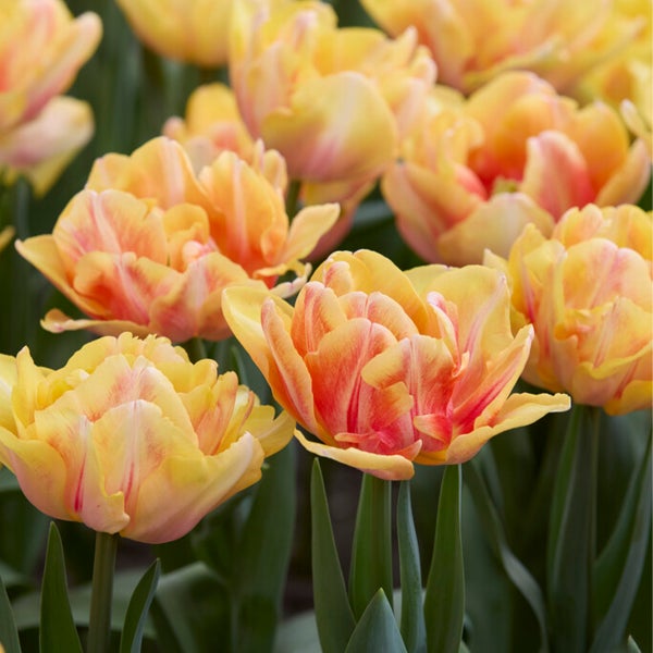Bloomique – 20er-Mix – Tulipa Double Mix – gefüllte Blumen – Tulpenzwiebeln – Farbmischung – Blumenzwiebeln – Frühlingsblüte – mehrjährige Pflanzen – wird bis zu 35–40 cm groß