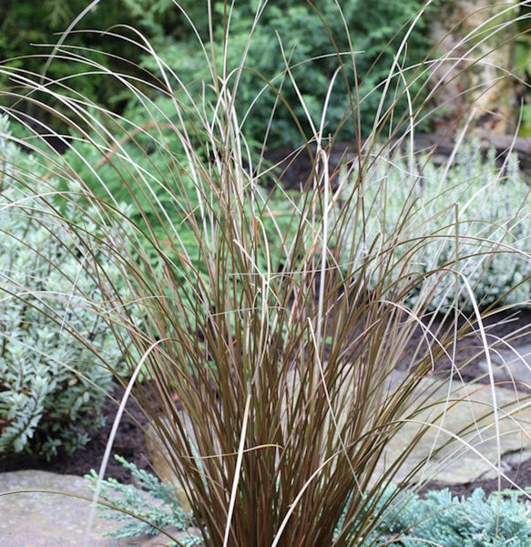 Pflanze mit langen, dünnen Blättern im Gartenbeet