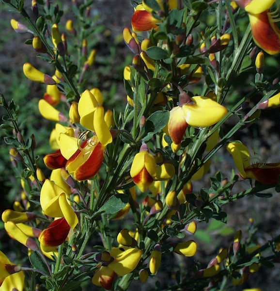 Ginsterpflanze mit gelb-roten Blüten