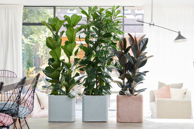 Bloomique - 2er Set - Ficus Elastica Robusta - Gummibaum - Zimmerpflanzen - Luftreinigend - Pflegeleicht - Höhe 30-40 cm - Topf 12 cm