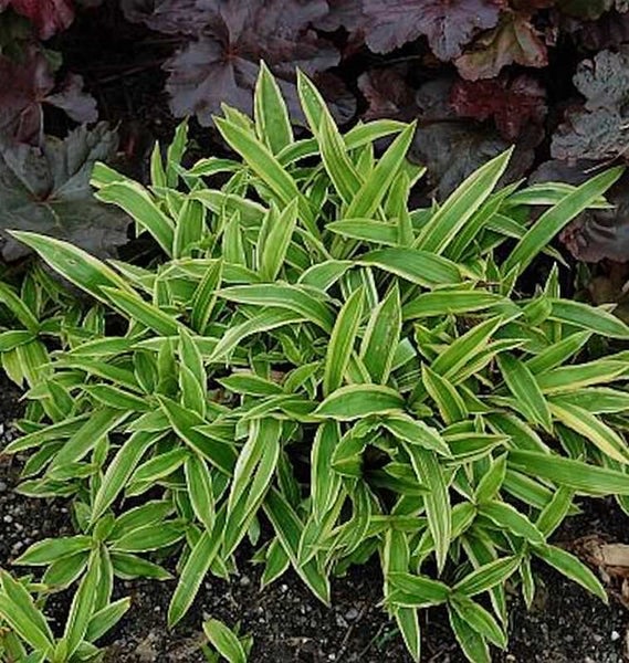 Büschel von Ziergras mit gestreiften Blättern im Gartenbeet