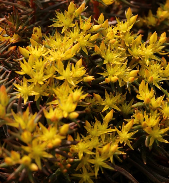 Gelbe Felsenbirne Nahaufnahme