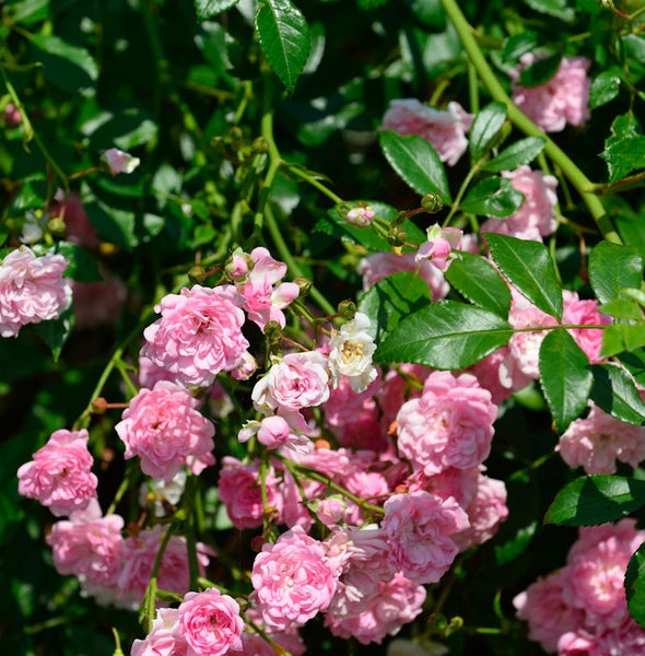 Nahaufnahme von rosa Rosenblüten mit grünen Blättern
