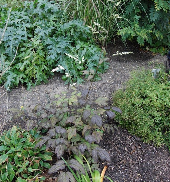 Szene im Garten mit verschiedenen Pflanzen und Bodendecker