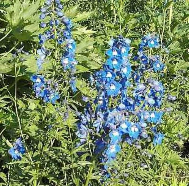 Blauer Rittersporn im Gartenbeet