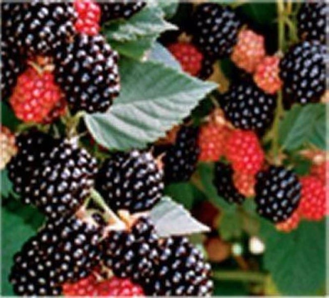 Brombeerstrauch mit reifen und unreifen Früchten