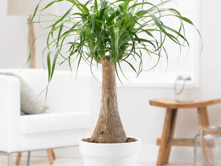 Bloomique - 2er-Set - Beaucarnea Recurvata - Elefantenfuß - Zimmerpflanzen - Luftreinigend - Haustierfreundlich - Pflegeleicht - 50-60 cm Hoch - Topf 15 cm