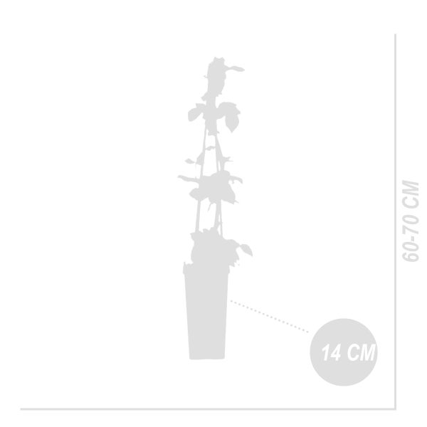 Bloomique - 2x Rubus Fruticosus 'Thornfree' - Brombeerstrauch - Obstpflanzen - Gartenpflanzen - Winterhart - ⌀14 cm - Höhe 60-70 cm
