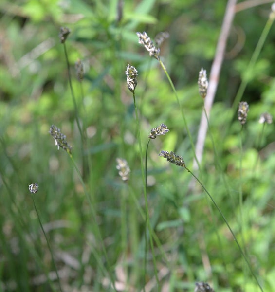 Nahaufnahme von Rasen-Seggen im Garten