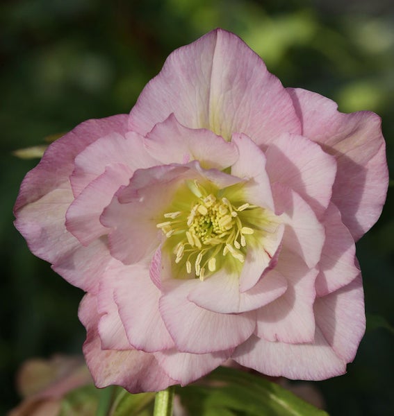 Nahaufnahme einer rosafarbenen Christrose