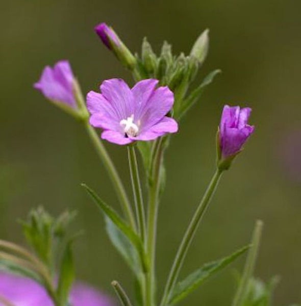 Blüte mit schmalblättrigem Weidenröschen