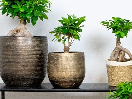 Bloomique - Ficus Ginseng - Bonsai Baum - Zimmerpflanzen - Pflegeleicht - Luftreinigend - Höhe 20-30 cm - Topf 12 cm