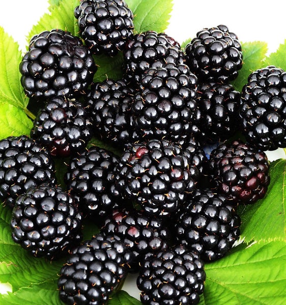 Frische Brombeeren mit grünen Blättern