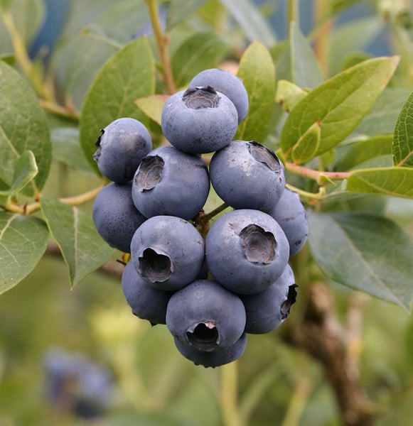 Nahaufnahme einer Blaubeere an einem Zweig mit Blättern.