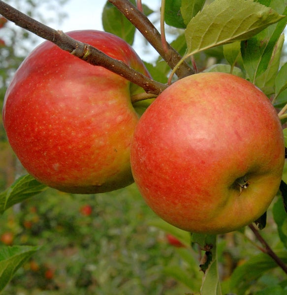 Zwei Äpfel am Zweig des Apfelbaums