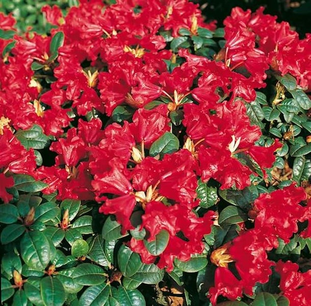 Nahaufnahme einer blühenden roten Rhododendron Pflanze.