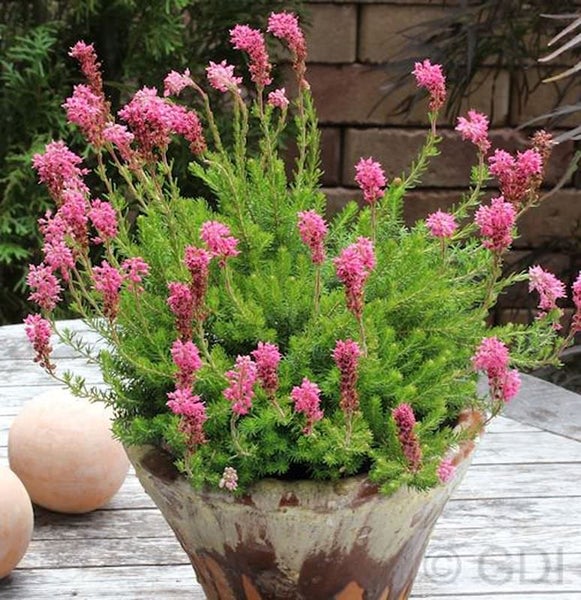 Blühende Erika Pflanze in einem Topf