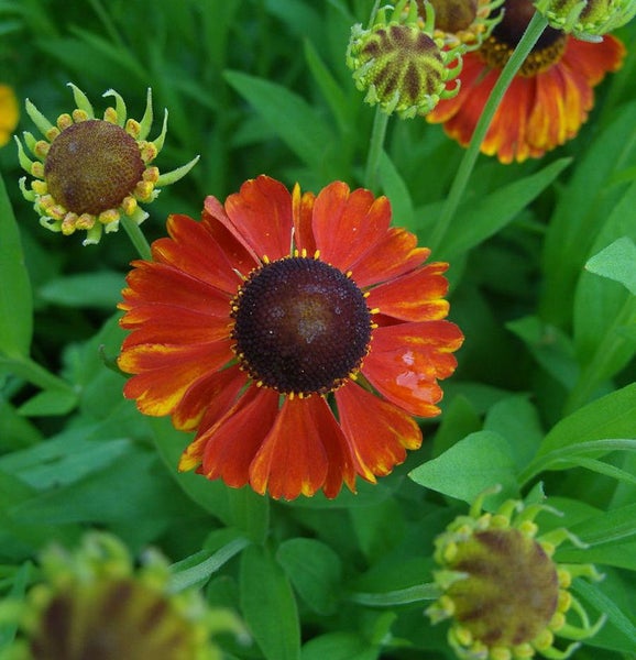 Nahaufnahme einer Sonnenbrautblume im Gartenbeet