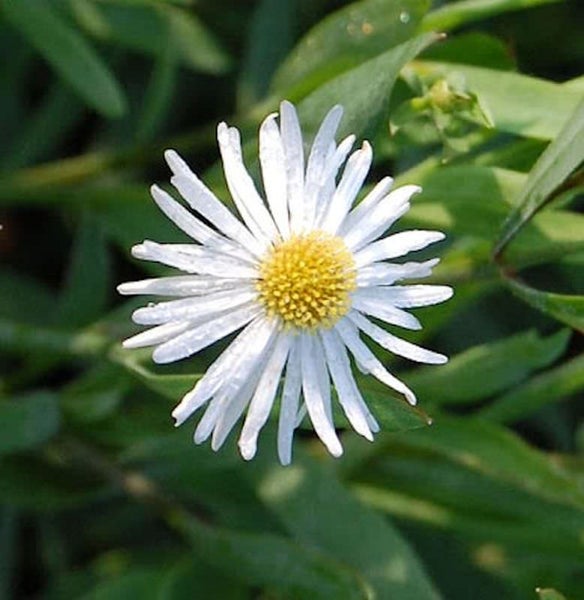 Nahaufnahme einer weißblühenden Glattblatt-Aster im Garten.