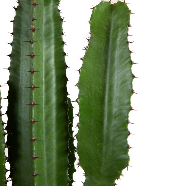 Bloomique - Euphorbia Acrurensis - Cowboy Kaktus - Sukkulenten - Zimmerpflanzen - Sehr Pflegeleicht - Höhe 80-100 cm - Topf 24 cm