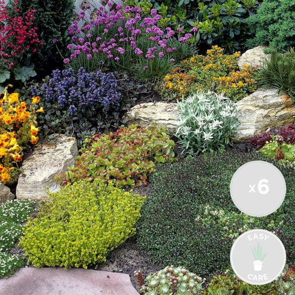 Bloomique - 6er-Mix - Steingartenpflanzen-Mix - Felsenpflanzen - Gartenpflanzen - Winterhart - 15-25 cm Hoch - Topf 14 cm