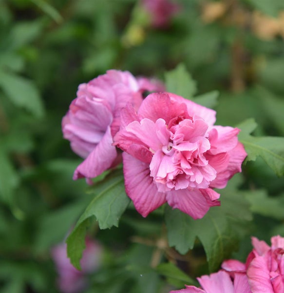 Nahaufnahme einer Hibiskusblüte mit grünen Blättern
