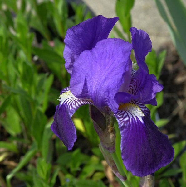 Nahaufnahme einer blauen Schwertlilienblüte im Garten