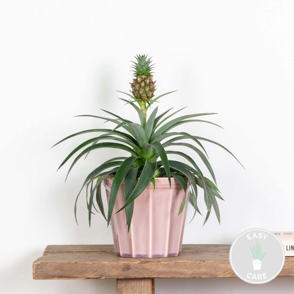 Bloomique - Ananas Comosus - Ananas Pflanze - Bromelien - Zimmerpflanzen - Luftreinigend - Höhe 30-40 cm - Topf 12 cm