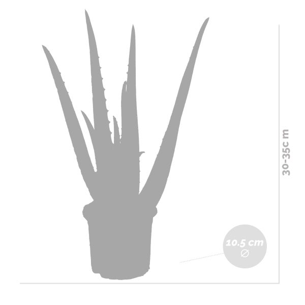 Bloomique - 2er Set - Aloe Vera Pflanze - Zimmerpflanzen - Sukkulenten - Sehr Pflegeleicht - Höhe 25-35 cm - Topf 10,5 cm