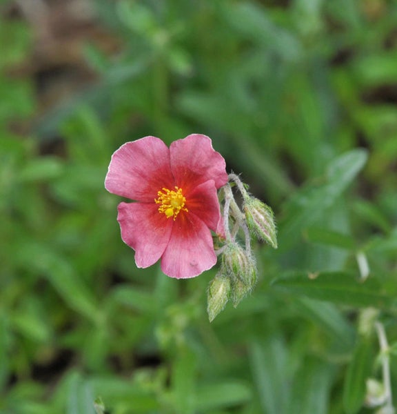 Sonnenröschen mit Blüte im Detail