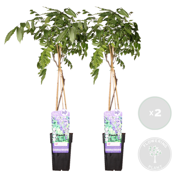 Bloomique - 2er-Set - Wisteria Sinensis Prolific - Blauregen Kletterpflanze - Blau - Kletterpflanzen - Gartenpflanzen - Winterhart - 50-70 cm Hoch - Topf 15 cm
