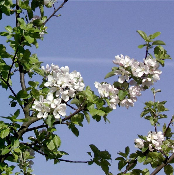 Apfelbaumblüte vor blauem Himmel
