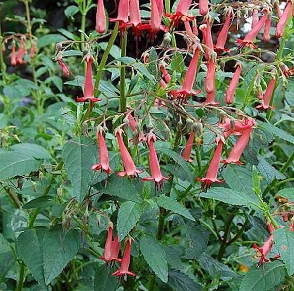 Aufnahme einer Glockenstrauch-Pflanze mit länglichen, glockenförmigen Blüten und grünen Blättern
