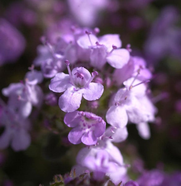 Nahaufnahme von Thymianblüten