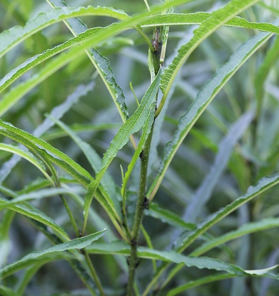 Nahaufnahme einer Trauerweide mit länglichen Blättern