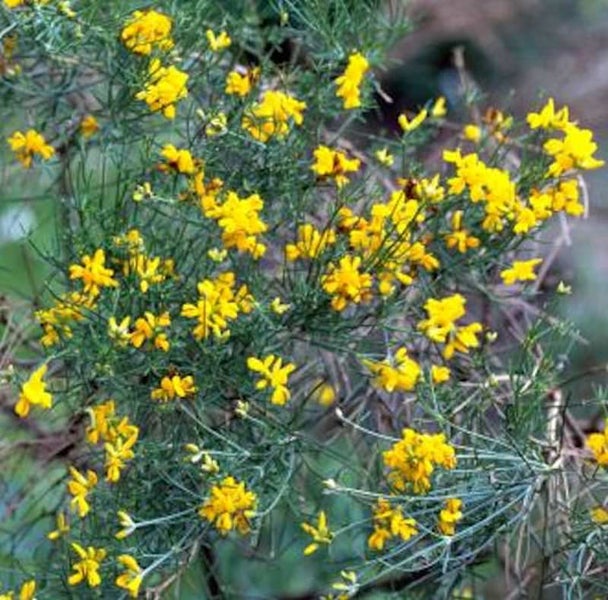 Ginsterpflanze mit gelben Blüten