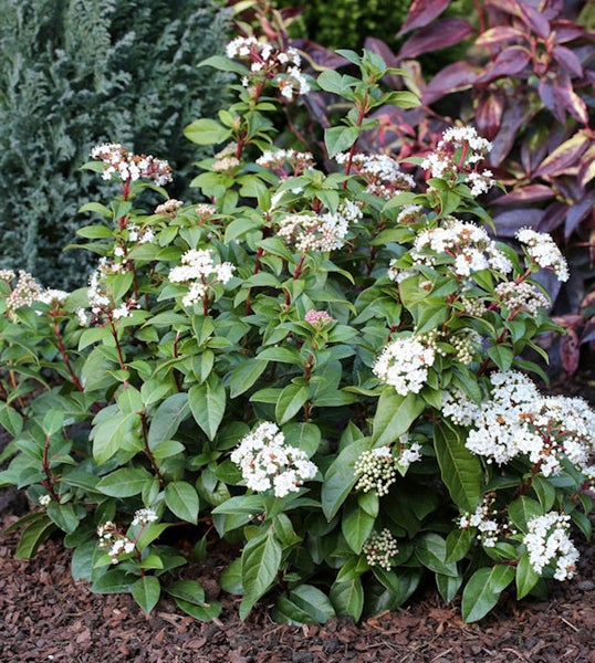 Immergrüner Schneeballbusch mit weißen Blüten und grünen Blättern