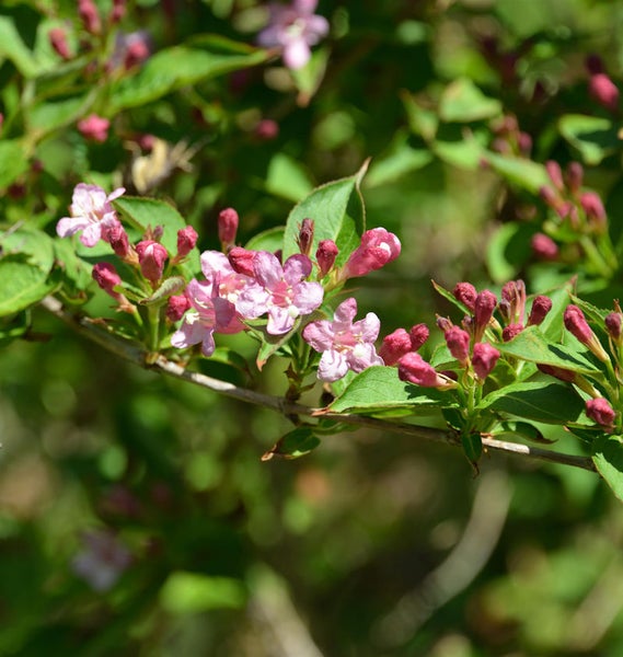 Nahaufnahme eines blühenden Weigelienzweigs mit rosa Blüten und grünen Blättern